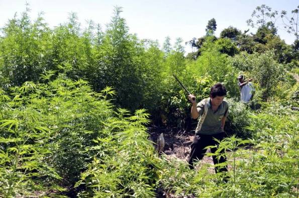 Marihuana legal acaba con el narcotráfico en carteles mexicanos