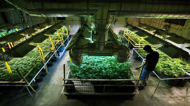 Uruguay abrirá esta semana concurso para producir marihuana comercial