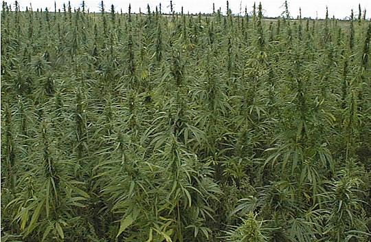 Productores de marihuana en Uruguay ganarán US$250.000 al año