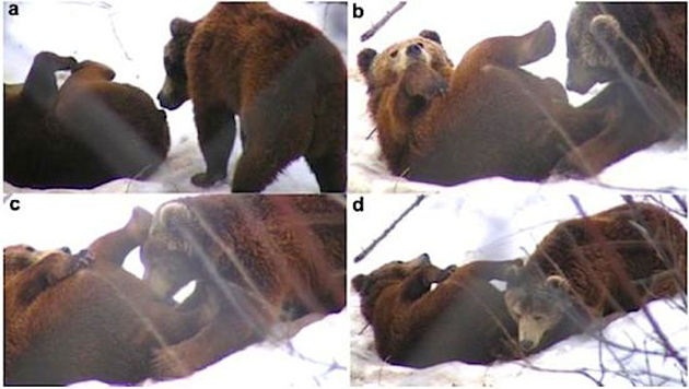 Descubren que los osos también se masturban y disfrutan del sexo oral