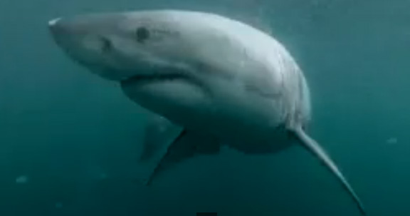El susto de la vida: Se tira piquero y se encuentra un tiburón blanco (video)