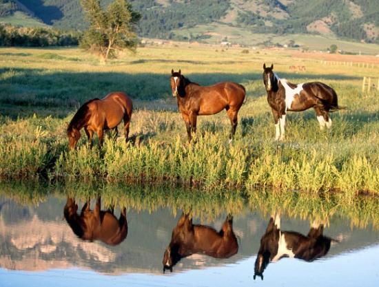Carta de lucha por la defensa y sobrevivencia de caballos en Tierra del Fuego