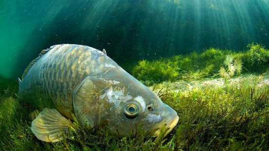 Científicos belgas proponen el entrenamiento de peces para buscar ahogados