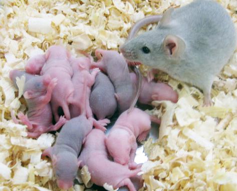 Nacen ocho ratones sanos a partir del tejido congelado de testículos de recién nacido