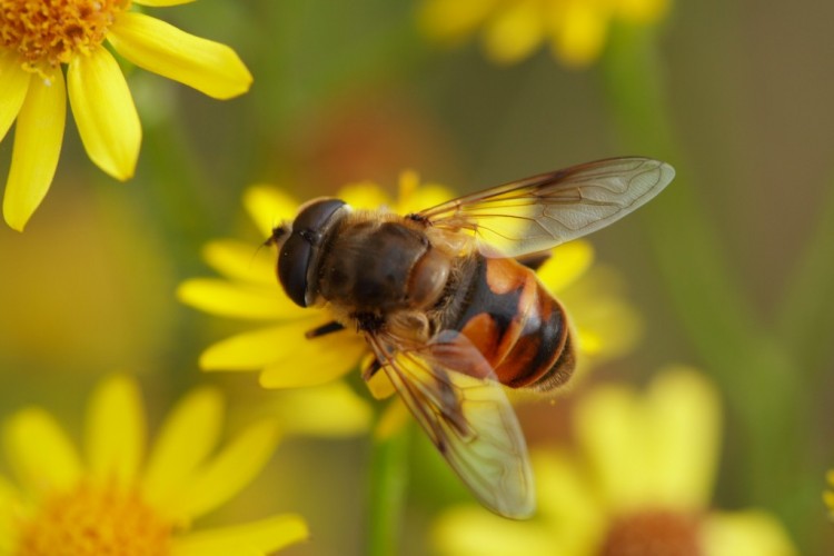 Ayuda a salvar las abejas desde tu casa