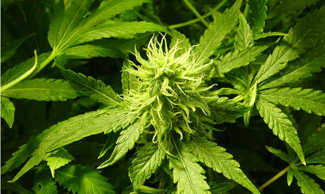 Nueva campaña por el Cultivo de Cannabis