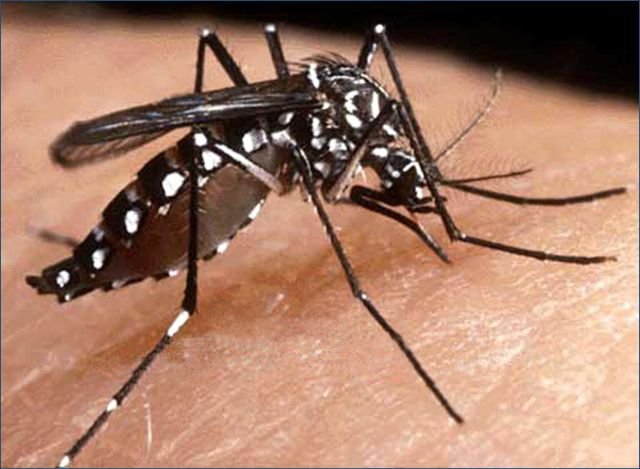 Producirán mosquitos transgénicos para combatir el dengue