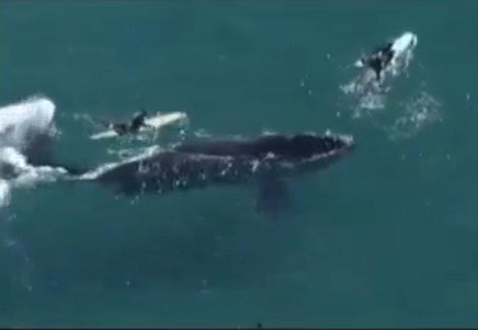 3 jóvenes surfean con una ballena en Australia