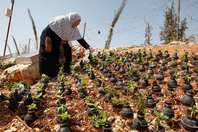Mujer palestina planta flores en granadas de gas lacrimógeno lanzadas por el ejercito israelí