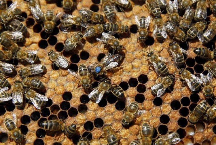 Las propiedades curativas del veneno de abeja