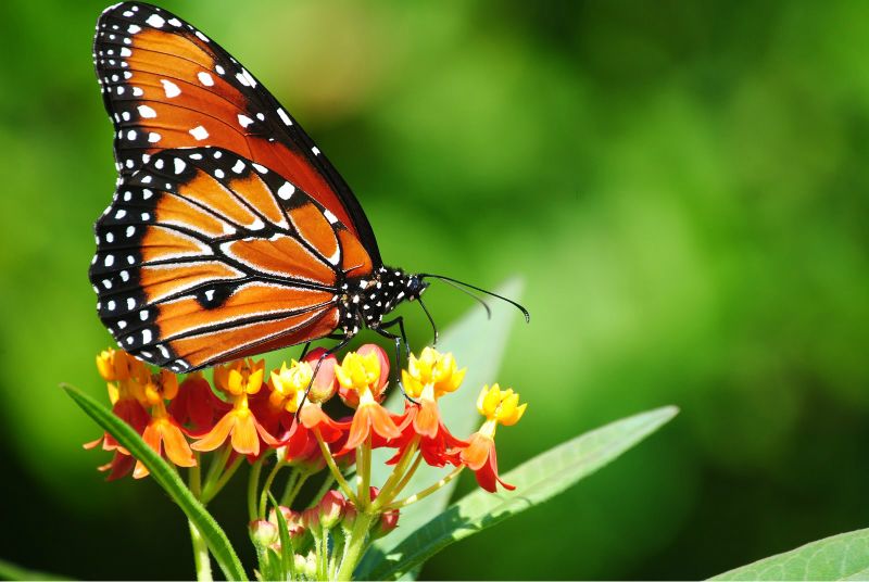 Qué estamos haciendo?. Mientras en 40 años duplicamos la cantidad de humanos, el número de insectos disminuyó un 45%