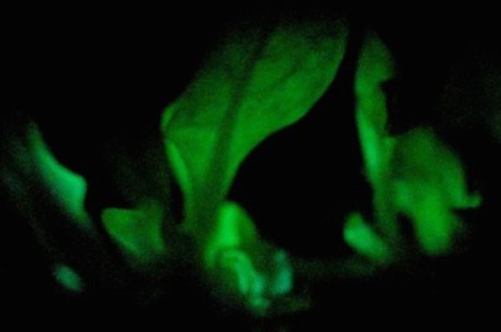 Árboles luminosos, la forma ecológica de iluminar calles