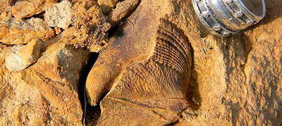 Impresionante hallazgo de fósiles de 300 millones de años en Puchuncaví