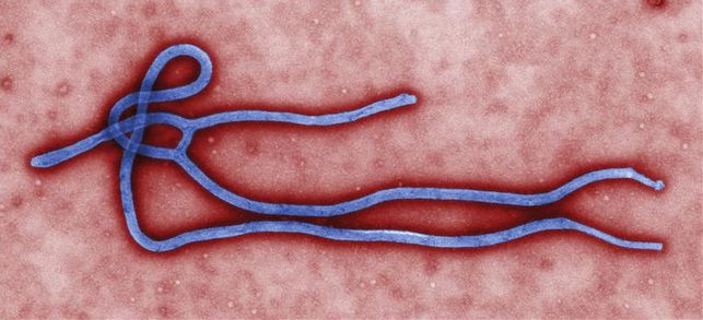 El nuevo brote de ébola y la farmacéutica Tekmira: El antídoto del virus cotiza en bolsa
