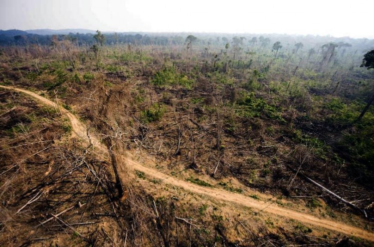 Apresan a banda que deforestaba la Amazonia brasileña