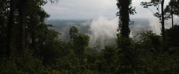 Brasil detiene a «los mayores deforestadores» de la Amazonia