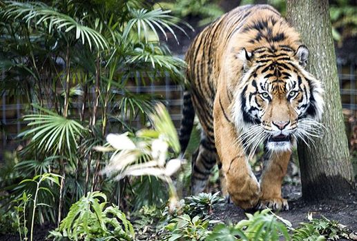 Niño pierde brazo tras ser atacado por un tigre en Brasil