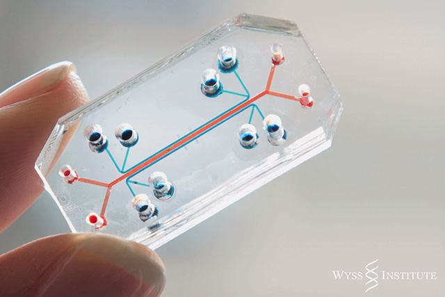 Un chip que puede acabar con las pruebas a animales en laboratorios (Video)