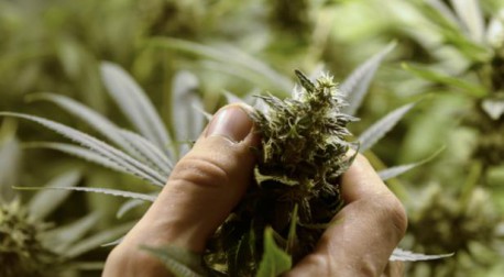 Se inició debate parlamentario sobre proyectos de Ley Autocultivo