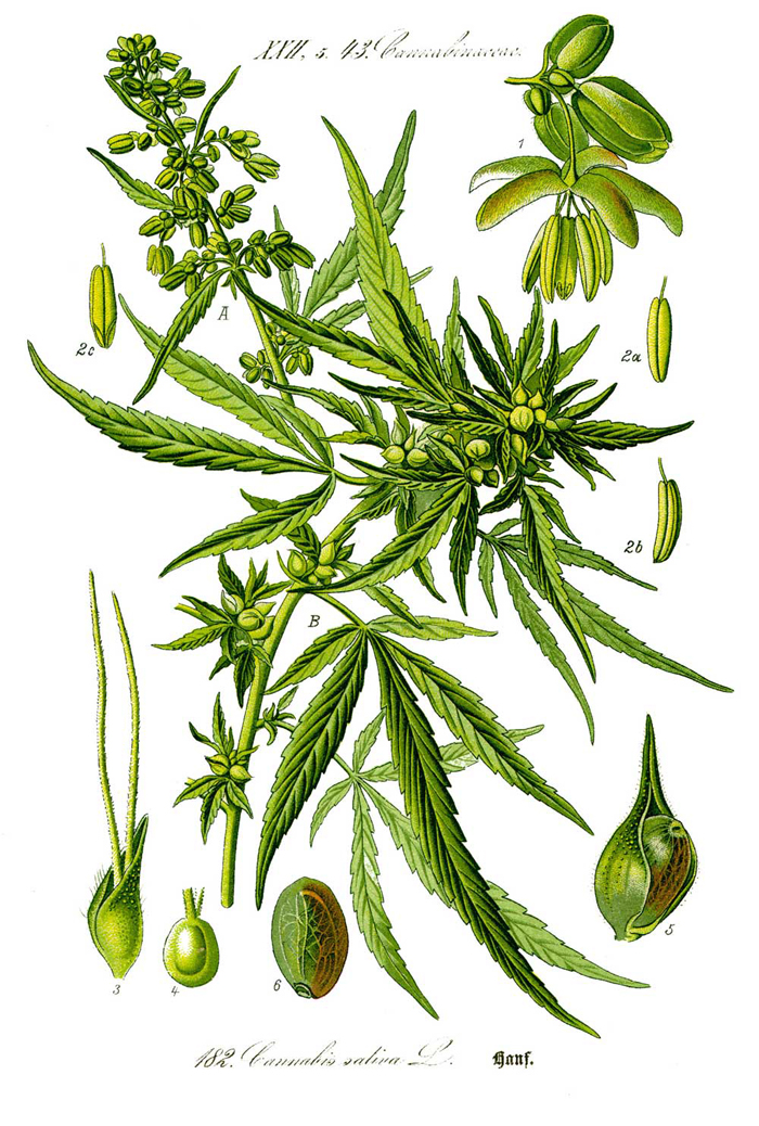 El consumo de cannabis en combinación con opiáceos es mejor reductor del dolor que los opiáceos solos