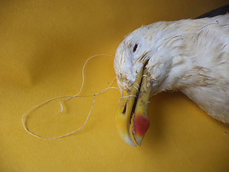 Si se corta tú volantín, retira tú hilo y protege las  aves Chilenas