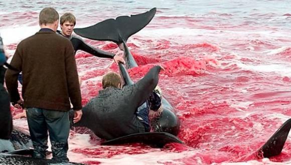 Islandia ha cazado 770 ballenas en cinco años y la Unión Europea dice «ya basta»