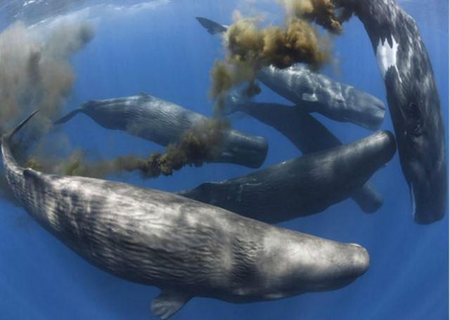 Las heces de las ballenas juegan un rol muy importante contra el cambio climático. ¡que caguen las ballenas!