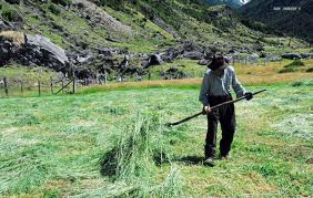 La respuesta campesina e indígena a la nueva “Ley Monsanto”