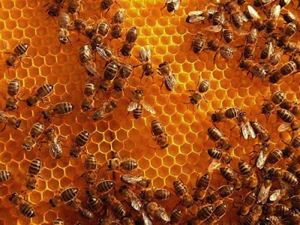 La miel fresca de abeja podría ser más efectiva que los antibióticos