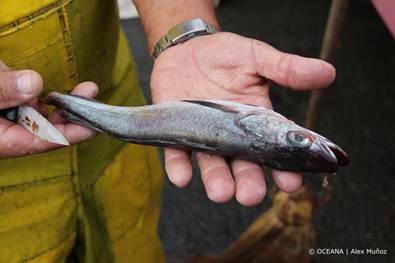 Oceana propone talla mínima de captura de la merluza común