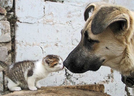 Contra el sacrificio de perros y gatos abandonados