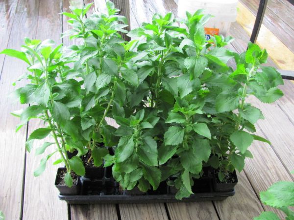 Cómo cultivar Stevia: una planta con grandes beneficios