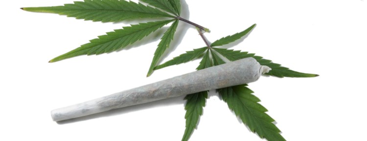 La cannabis es la «droga ilegal» más consumida del mundo
