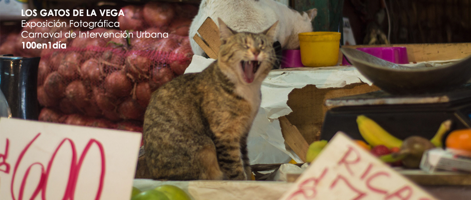 Historias y fisonomías felinas llegan al Centro Cultural Estación Mapocho con intervención fotográfica “Los gatos de La Vega”