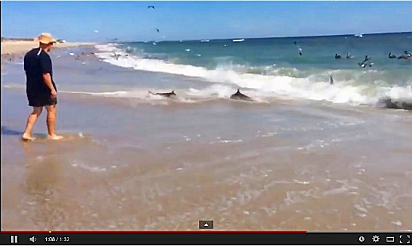 Vídeo: 100 tiburones enloquecidos persiguen a sus presas hasta en la arena de la playa