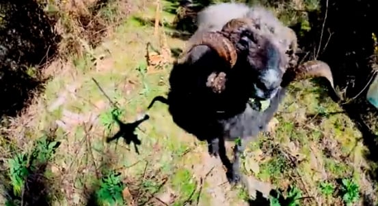 Vea la venganza de una cabra contra un dron y su dueño (video)