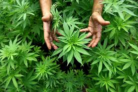 Campaña: #CultivamosCannabis