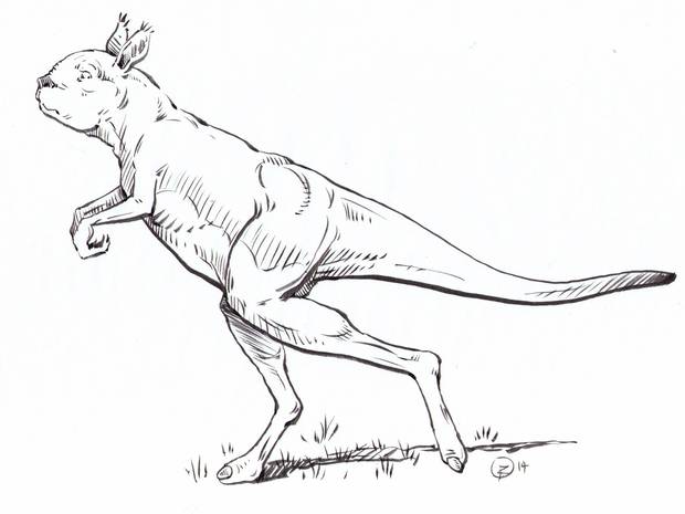 Revelan el misterio del canguro gigante que vivió hace 30.000 años