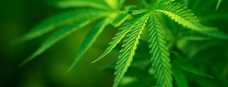 En Colombia el Minsalud plantea el uso medicinal del cannabis para 10 tratamientos