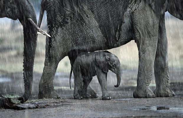 Los elefantes pueden escuchar lluvia a más de 250 km de distancia