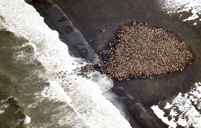 El deshielo obliga a 35.000 morsas a hacinarse en la costa de Alaska
