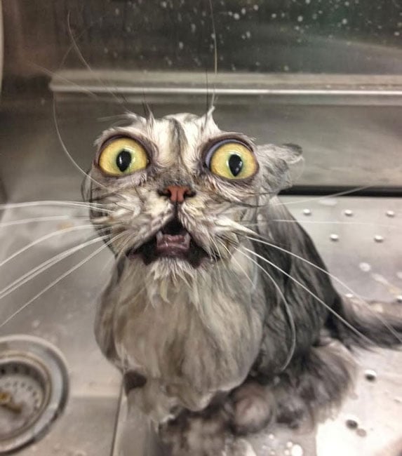 22 gatos que después de un baño, marcan una nueva tendencia de belleza