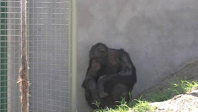 En Argentina una corte rechaza habeas corpus a favor de un chimpancé encerrado