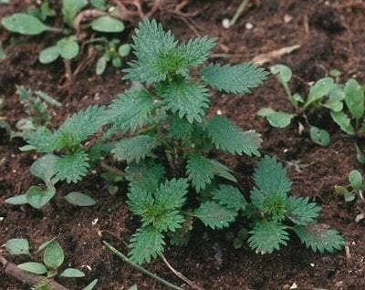 Propiedades medicinales de la ortiga