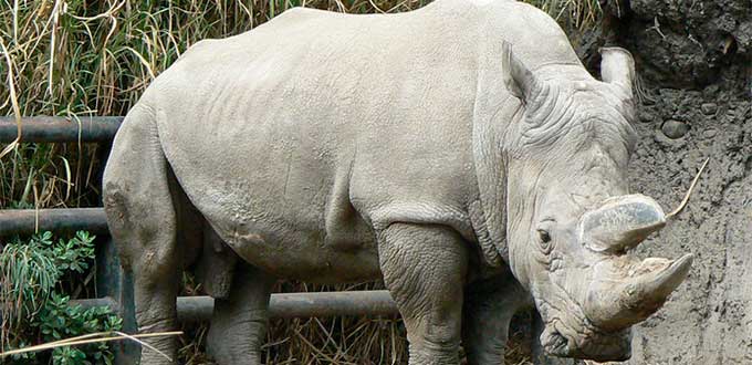 El rinoceronte blanco norteño, al borde de la extinción