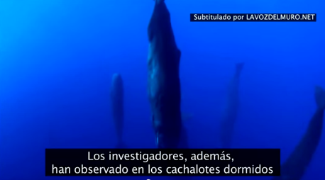 Ver a los cachalotes dormir es un espectáculo increíble