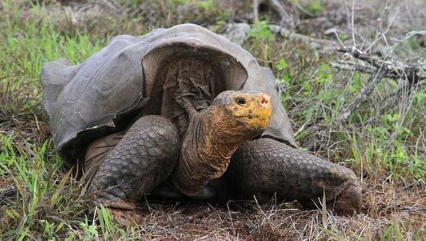 Tortugas gigantes de Galápagos se alejan de la extinción