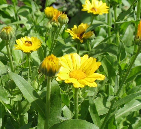 230 Plantas Medicinales Mas Efectivas Y Sus Usos