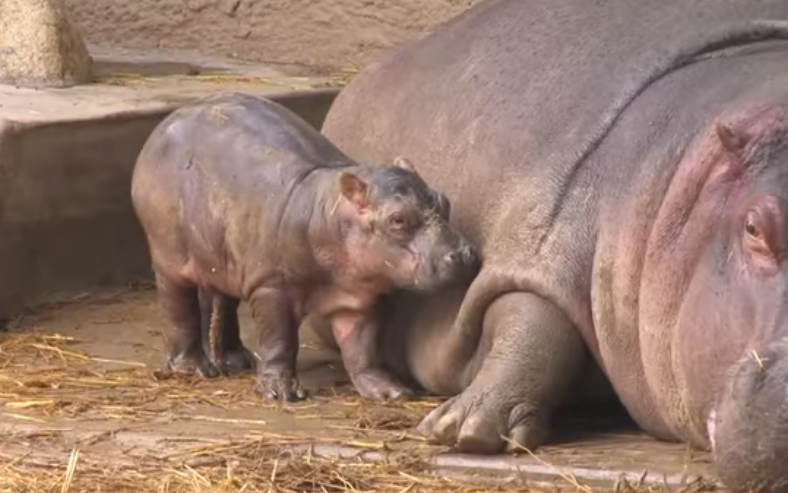 Hipopótamo dio a luz una cría aunque estaba tomando anticonceptivos