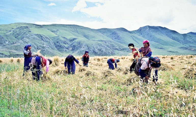 Tibetanos sobrevivieron en condiciones de extrema altura gracias a la cebada, cereal usado para la cerveza